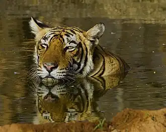Bengalische Tigerin