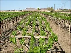 T-Erziehung Südafrika