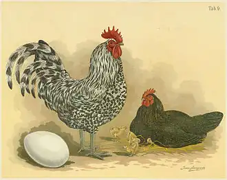Java (Huhn)