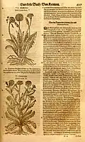 In Tabernaemontanus (1588) wird Mattiolis Abbildung übernommen, Leontodon heißt hier der „Andere Löwenzahn“ – „Dens Leonis altera“ in Abgrenzung zu Taraxacum als „Dens Leonis“