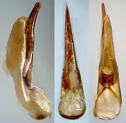 Abb. 7: Aedeagus, verschiedene Ansichten