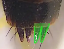 Abb. 5: Hinterleibsspitze des ♀, Aufsicht; grün getönt: 2 der vier Zähne am Hinterrand des sichtbaren 5. Tergits (nach Foto von Paul Hoekstra)