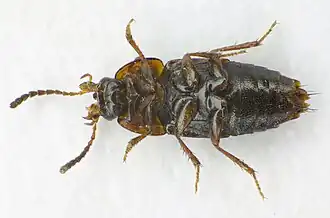 Abb. 1: Unterseite ♂