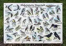 Tafel Einheimischer Singvögel