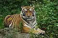 Tiger (Panthera tigris)