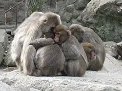 Sich wärmende Makakengruppe