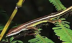 Takydromus yunkaiensis