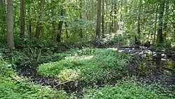 Tal des Goldenstedter Mühlenbachs oberhalb des Ortskerns