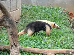 Südlicher Tamandua