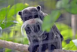 Kaiserschnurrbarttamarin