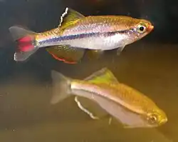 Tanichthys kuehnei, wild gefangene Adulti
