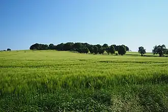 Tanneberg bei Arnsdorf