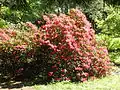 Rhododendron im Park Tannenfeld