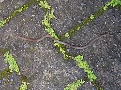 Tantilla reticulata in Costa Rica