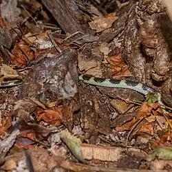 Tantilla semicincta in Kolumbien