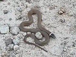 Tantilla wilcoxi in Mexiko