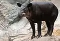 Mittelamerikanischer Tapir