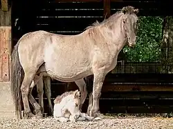 Heckpferd-Stute mit Fohlen im Wildpark Rheingönheim