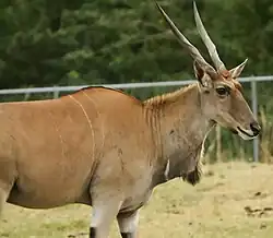 Elenantilope (Taurotragus oryx)