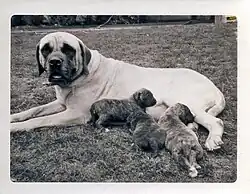 Bandog, Hündin mit Welpen