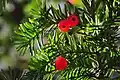 Eibe (Taxus baccata)