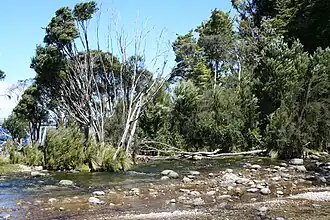Das Mündungsgebiet des Tunnel Burn vor dem Eingang zur Te Ana-au Cave