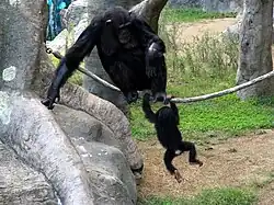 Schimpansen (Pan troglodytes)