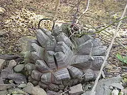 Dioscorea elephantipes