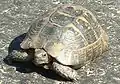 Testudo g. ibera Herakleia, Türkei
