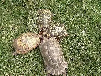 verschiedene Arten: Testudo graeca (li.) andere Testudo-Arten (re.)
