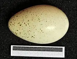 Ein auf schwarzem Untergrund querliegendes, blassgelbes Ei mit braunen Punkten, unter dem zur Abmessung ein Lineal von 6 Zentimeter Länge liegt, allerdings ist das Ei etwas länger als dieses.