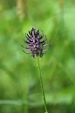 Schwarze Teufelskralle (Phyteuma nigrum)