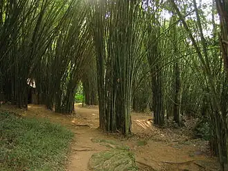 Nam Nao Nationalpark, Bambuswald