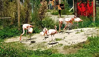Flamingos im Hanwell&nbsp;Zoo