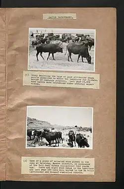 Historische Aufnahme (um 1939) von grasenden Rindern im Matsieng-Gebiet