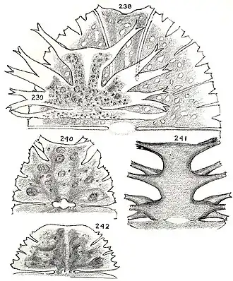 Illustrationen von Herbert W. Conn (1908): Micrasterias-Arten von Connecticut (USA): Fig.&nbsp;238: M.&nbsp;rotata, Fig.&nbsp;239: M.&nbsp;furcata, Fig.&nbsp;240: M.&nbsp;mericana, Fig.&nbsp;241: M.&nbsp;muricata, Fig. 242: M.&nbsp;truncata.