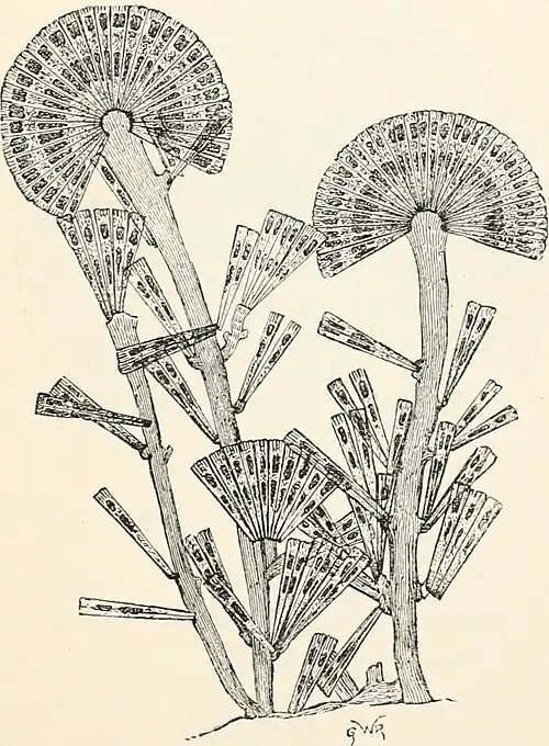 Licomophora flabellata, Kolonien