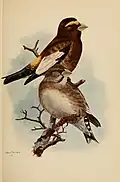 Abendkernbeißer aus dem Werk The birds of Washington; a complete, scientific and popular account of the 372 species of birds found in the state (1909)