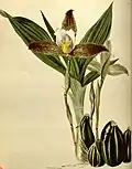 Lycaste deppei illustriert von George Loddiges