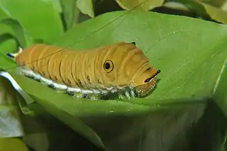 Ausgewachsene Raupe (gelbliche Morphe)