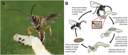 Lebenszyklus von M. demolitor und deren Bracoviren