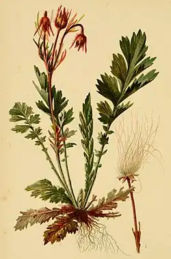 Das Bild zeigt eine botanische Illustration der norwegisch humleblomst (Hopfenblume), die mit großer Detailgenauigkeit dargestellt ist. Die Pflanze hat grüne, gezackte Blätter und rote, glockenförmige Blüten. Besonders hervorzuheben ist das Wurzelsystem, das mit feinen, verzweigten Wurzeln sichtbar ist und einen umfassenden Eindruck der Pflanze vermittelt. Auf der rechten Seite des Bildes gibt es eine separate Illustration eines einzelnen Stängels mit einem flauschigen Samenstand. Die Pflanze ist in ihrer Struktur und ihren Bestandteilen detailliert dargestellt, und die Zeichnung ist mit den Zahlen „1“ und „2“ beschriftet, die möglicherweise auf unterschiedliche Pflanzenteile hinweisen.