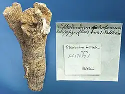 Thecosmilia trichotoma Qu., Holotypus, Samml. Geol. Paläont. Inst. Tübingen