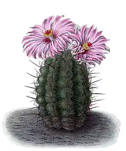 Thelocactus bicolor
