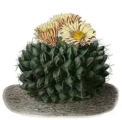 Thelocactus rinconensis