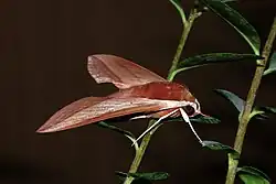 Foto eines rötlichen Falters an Pflanzenstängeln