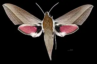 ♀ Theretra alecto
