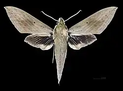 Männlich - Dorsalansicht