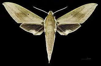 Männlich - Dorsalansicht