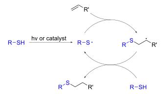 Radikalische Thiol-En-Reaktionen verlaufen über Thiolradikale, die eine konjugierte radikalische Addition an Olefine eingehen.